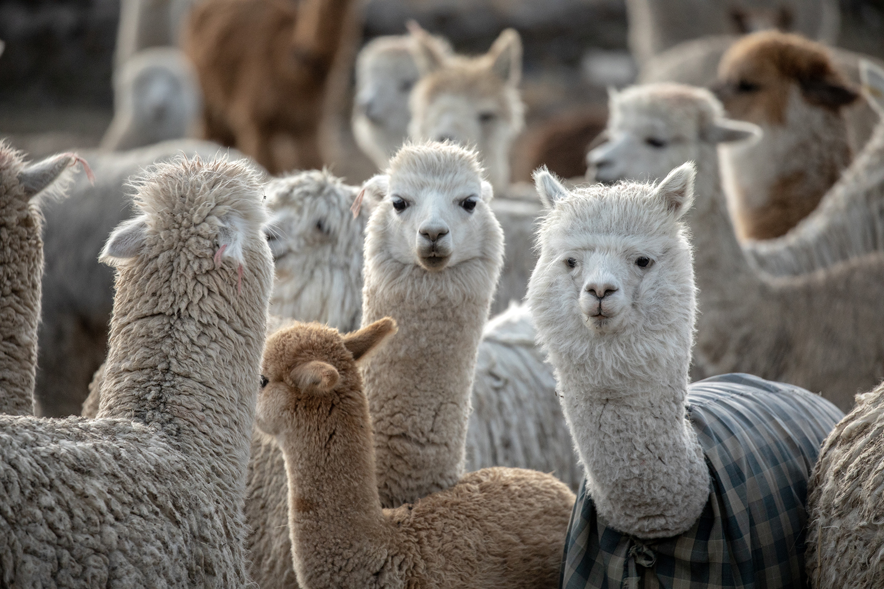 Camélidos (alpacas y vicuñas)