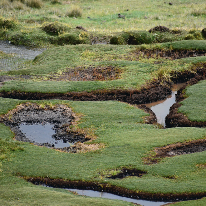 Restauración y conservación de bofedales