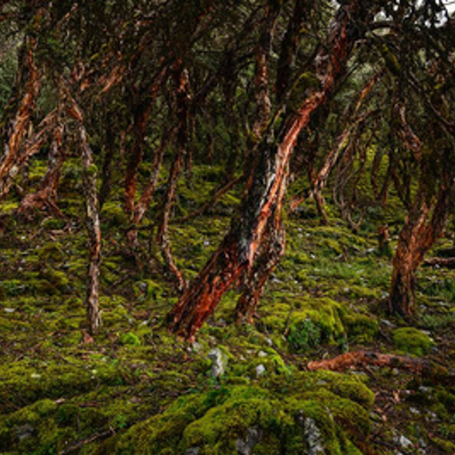 Restauración de bosques con especies nativas