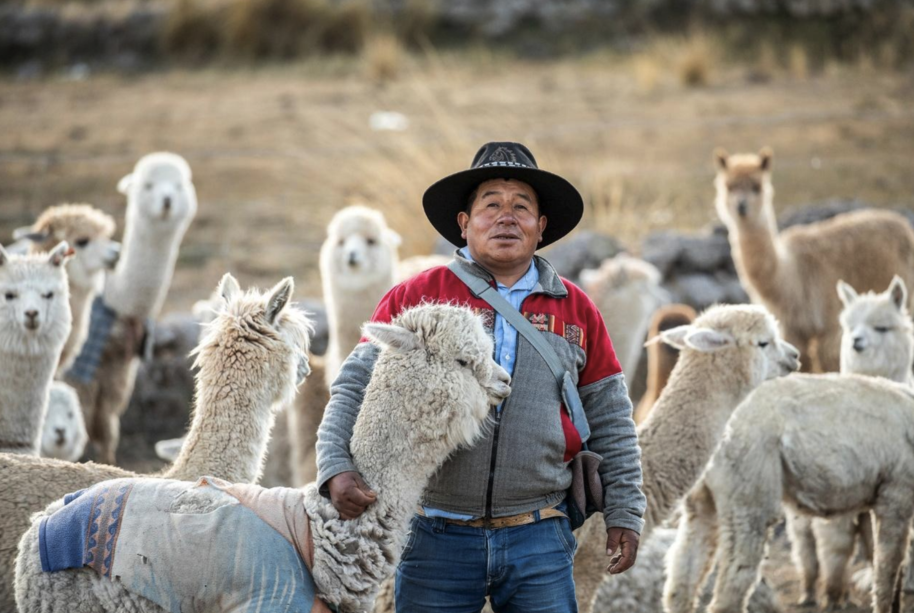 Día Nacional de la Alpaca: Puna Resiliente junto a criadores y autoridades regionales en Arequipa