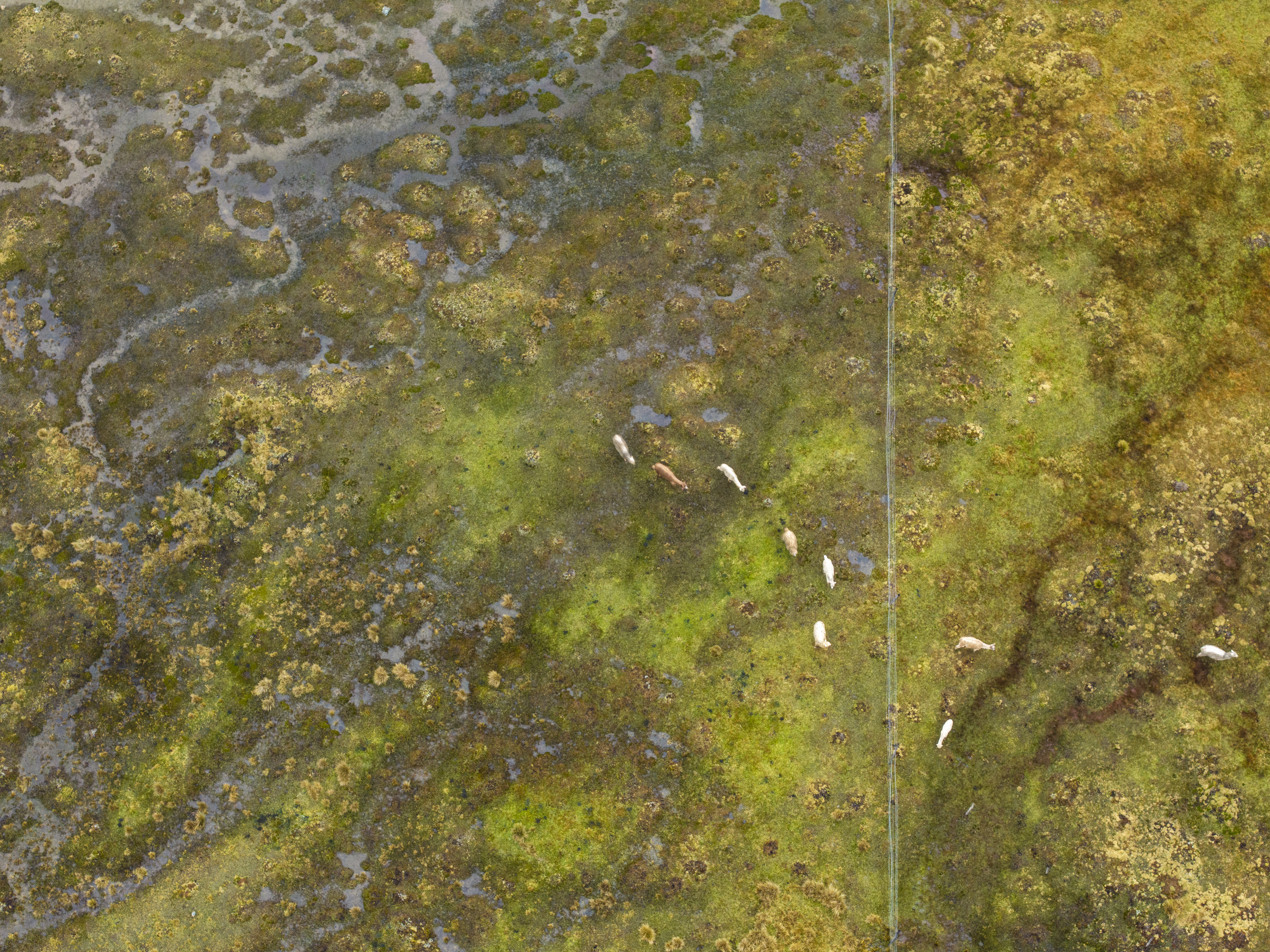 2026, Año Internacional de los Pastizales: desde la puna andina, cuidando estos ecosistemas clave para el mundo