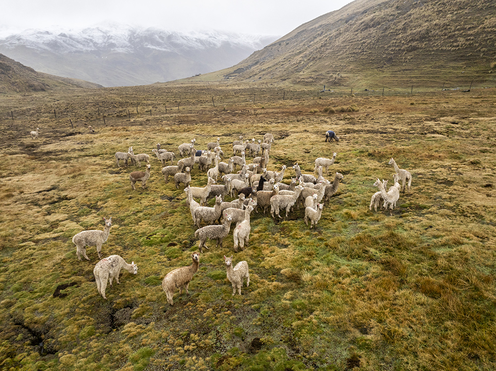 Siete iniciativas transformarán la adaptación climática en las alturas de Arequipa gracias al Fondo Puna