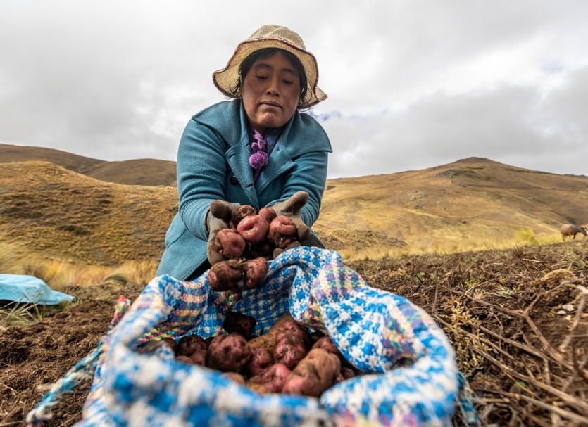 Agroimpulso acercará los servicios del MIDAGRI a productores de Arequipa, Apurímac y Cusco