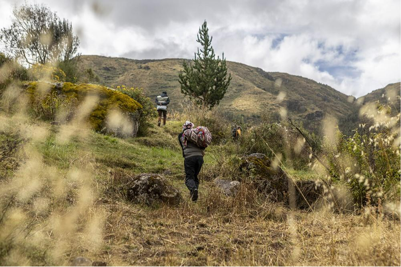 Finanzas que siembran futuro: impulsando la sostenibilidad del bosque peruano