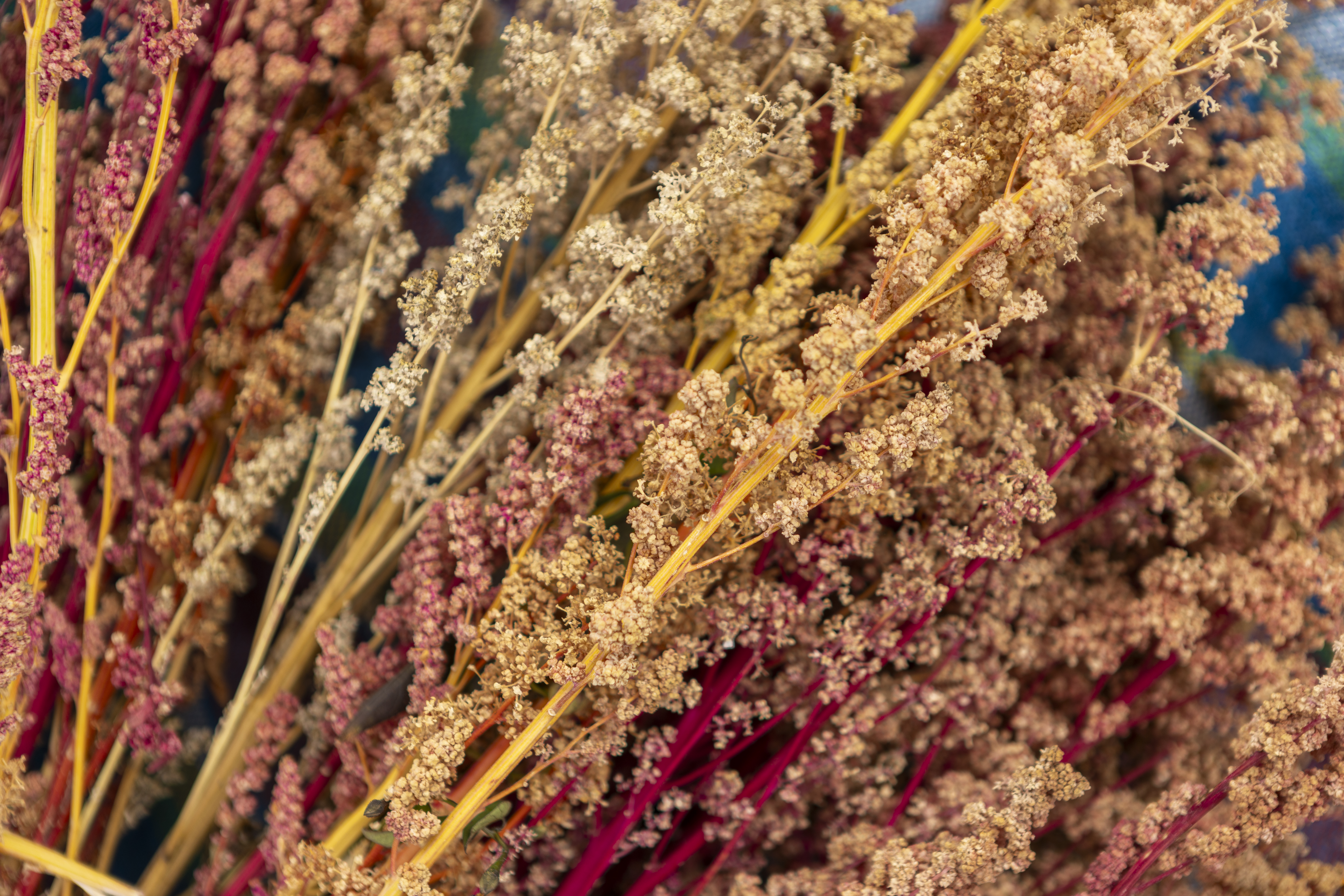 Ficha - Cadena de Valor - Quinua