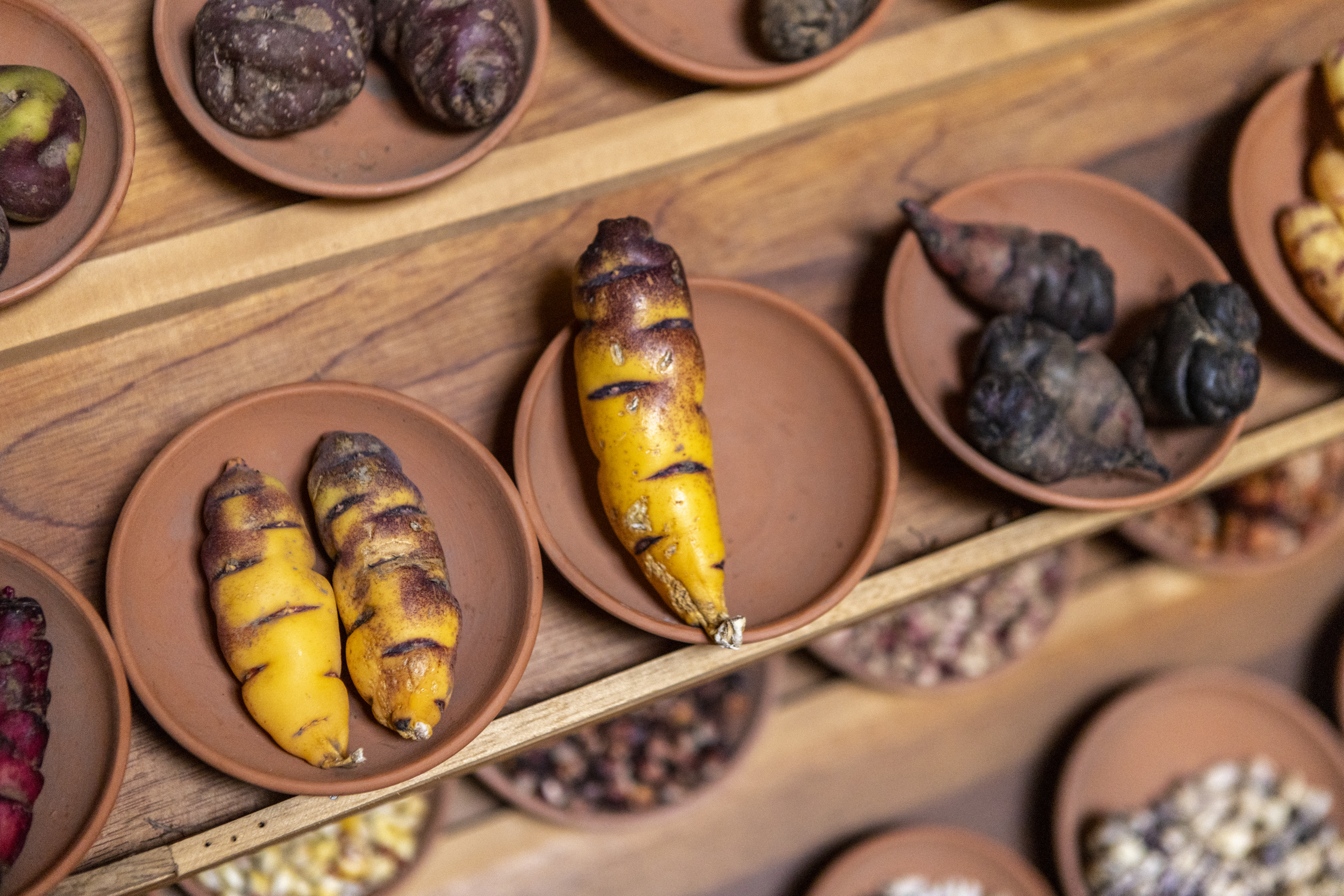 Ficha - AbE complementaria - Manejo de Semillas Nativas