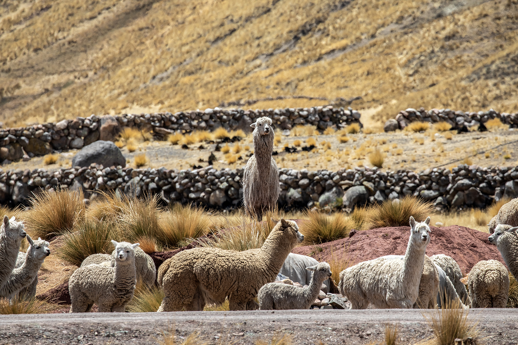 Ficha - AbE complementaria - Gestión Integrada de la Sanidad Animal