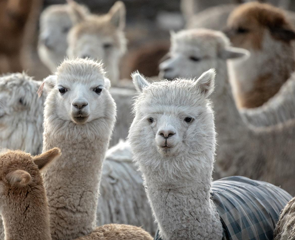 Ficha - Cadena de Valor - Alpaca