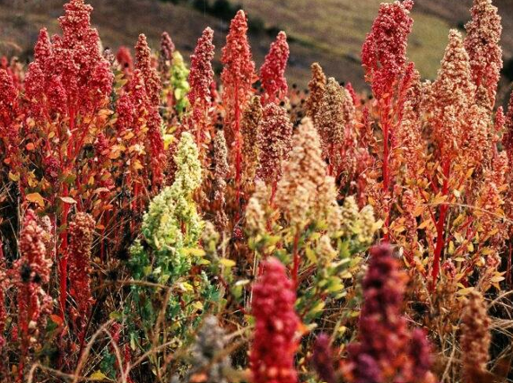 Ficha - Cadena de Valor - Cañihua