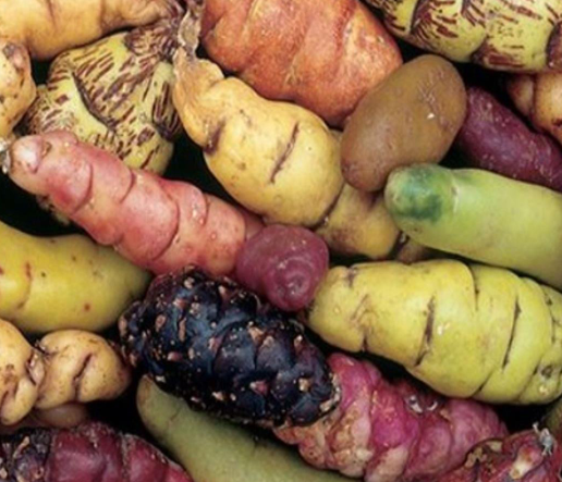 Ficha - Cadena de Valor - Oca