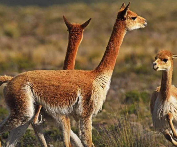Ficha - Cadena de Valor - Vicuña